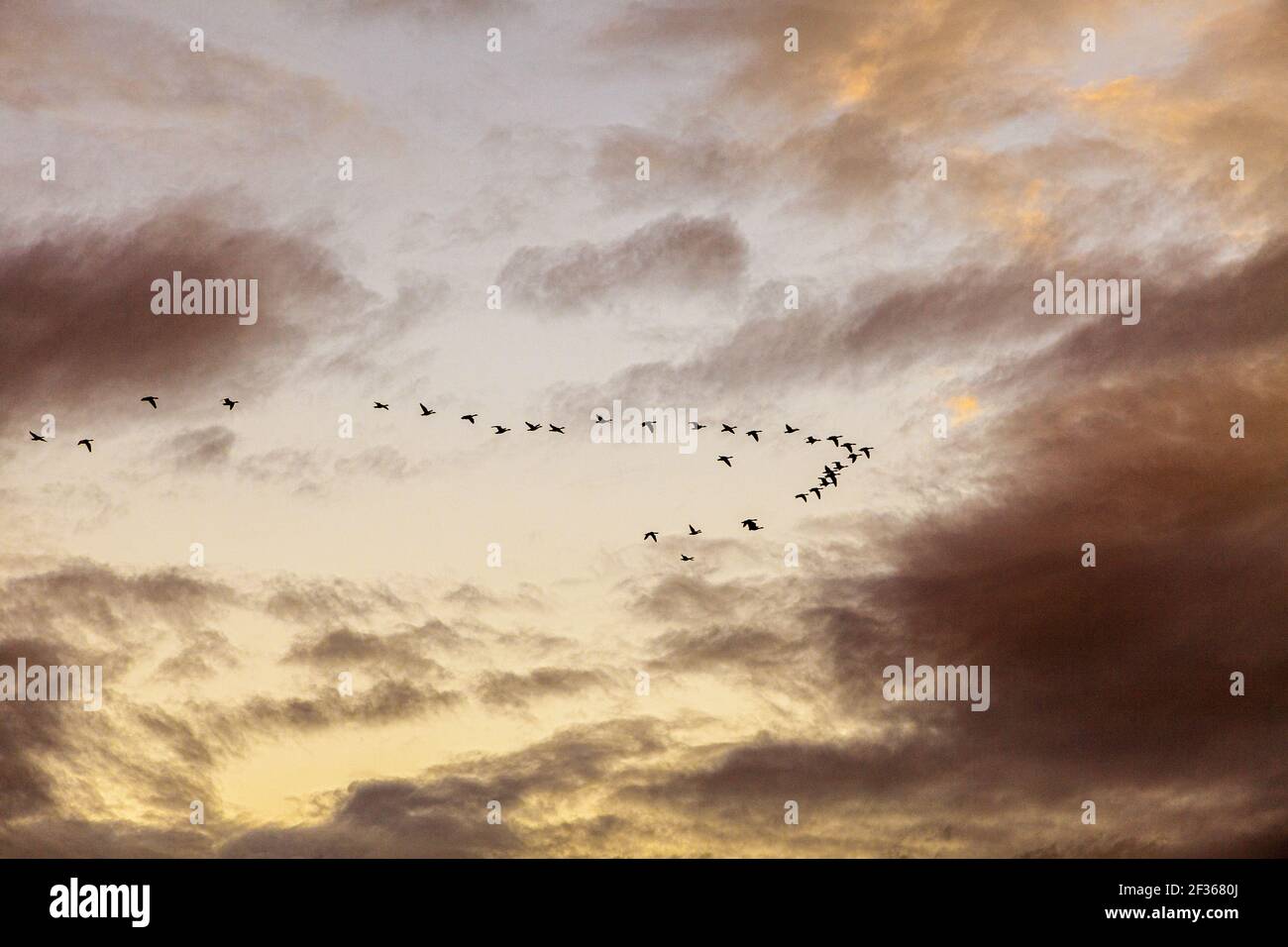 Gänse fliegen bei Sonnenuntergang in Moulsford, Oxfordshire, Großbritannien Stockfoto