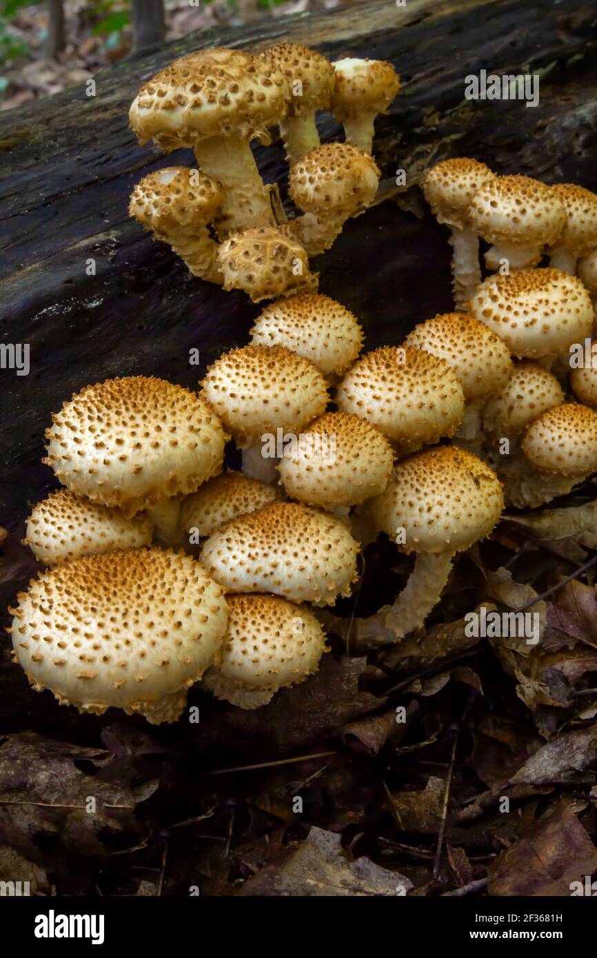 Schuppige Pholiota ein häufiger saprotropher Pilz, der sich von geschwächten oder toten Holz ernährt. Es wird berichtet, dass es giftig für den menschlichen Verzehr ist. Stockfoto