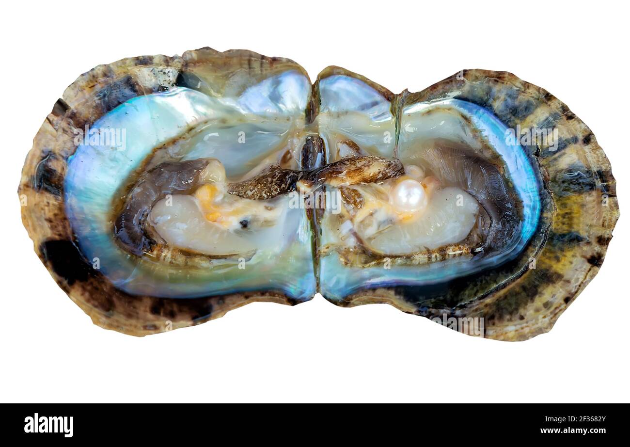 Meeresmuschel, glänzende Meeresperle isoliert. Perle innen Perlmutt Oyster offene Mollusk Shell Perlmutt isoliert auf weißem Hintergrund. Stockfoto