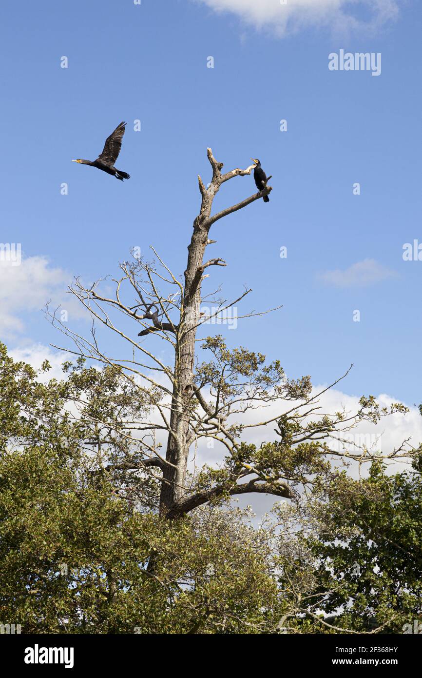 Kormorane auf einem toten Baum an der Themse in Mapledurham, Oxfordshire, Großbritannien Stockfoto