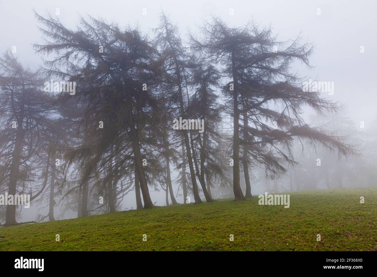 Nadelbäume im Nebel auf Exmoor bei Cloutsham, Somerset, Großbritannien Stockfoto