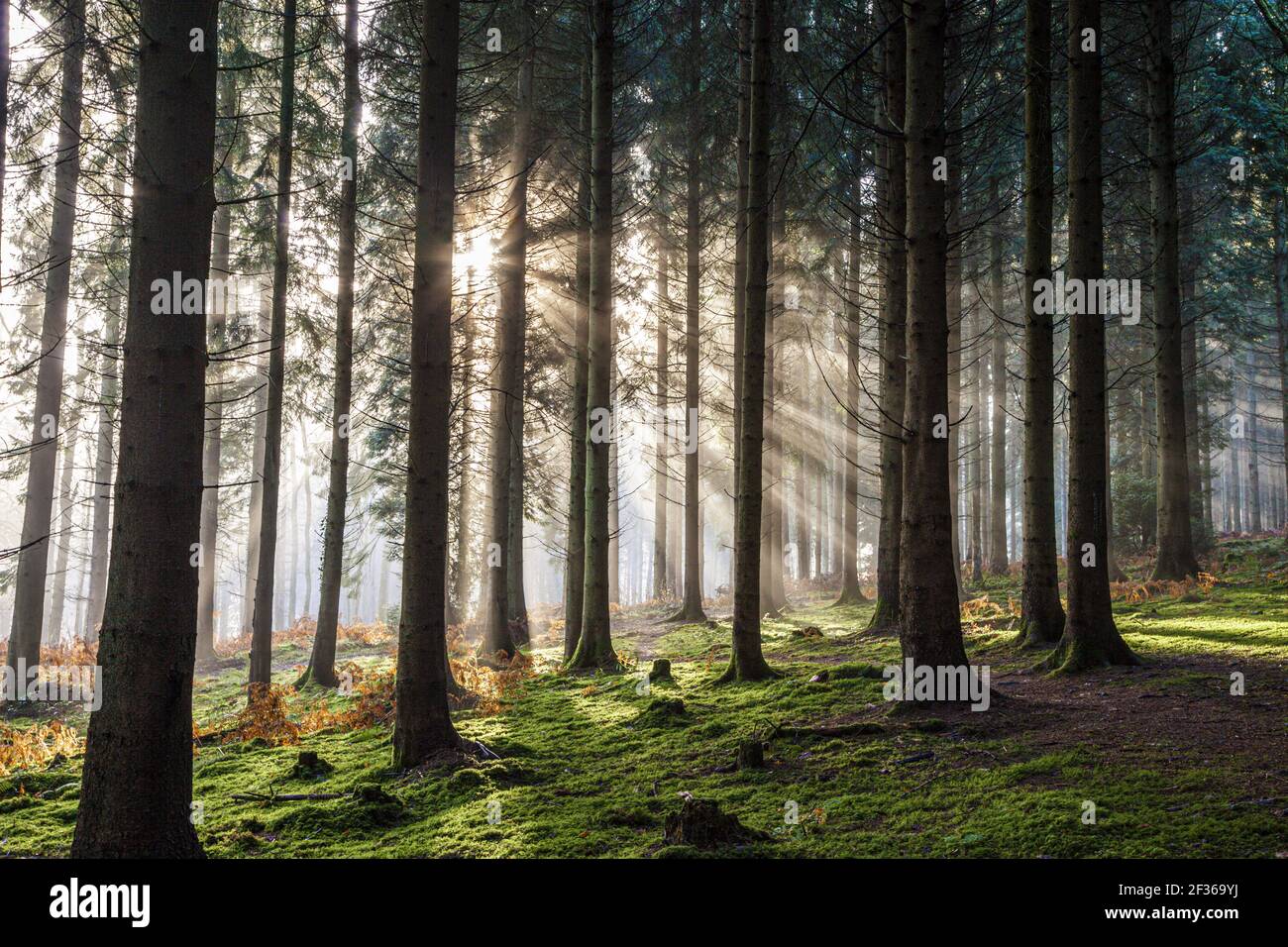 Winter Morgenlicht im Royal Forest of Dean in der Nähe von Coalway, Gloucestershire UK Stockfoto