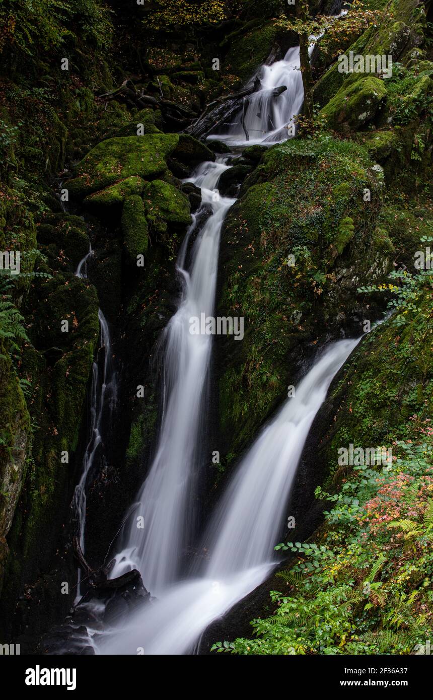 Stock Ghyll Force Wasserfall in Ambleside im Lake District, Cumbria. Stockfoto