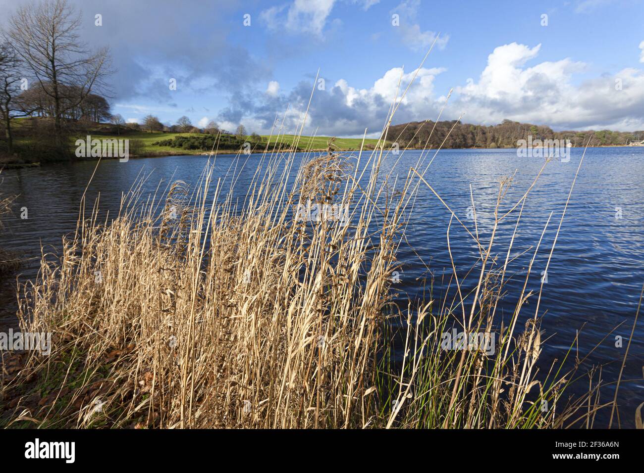 Talkin Tarn, Cumbria, Großbritannien Stockfoto