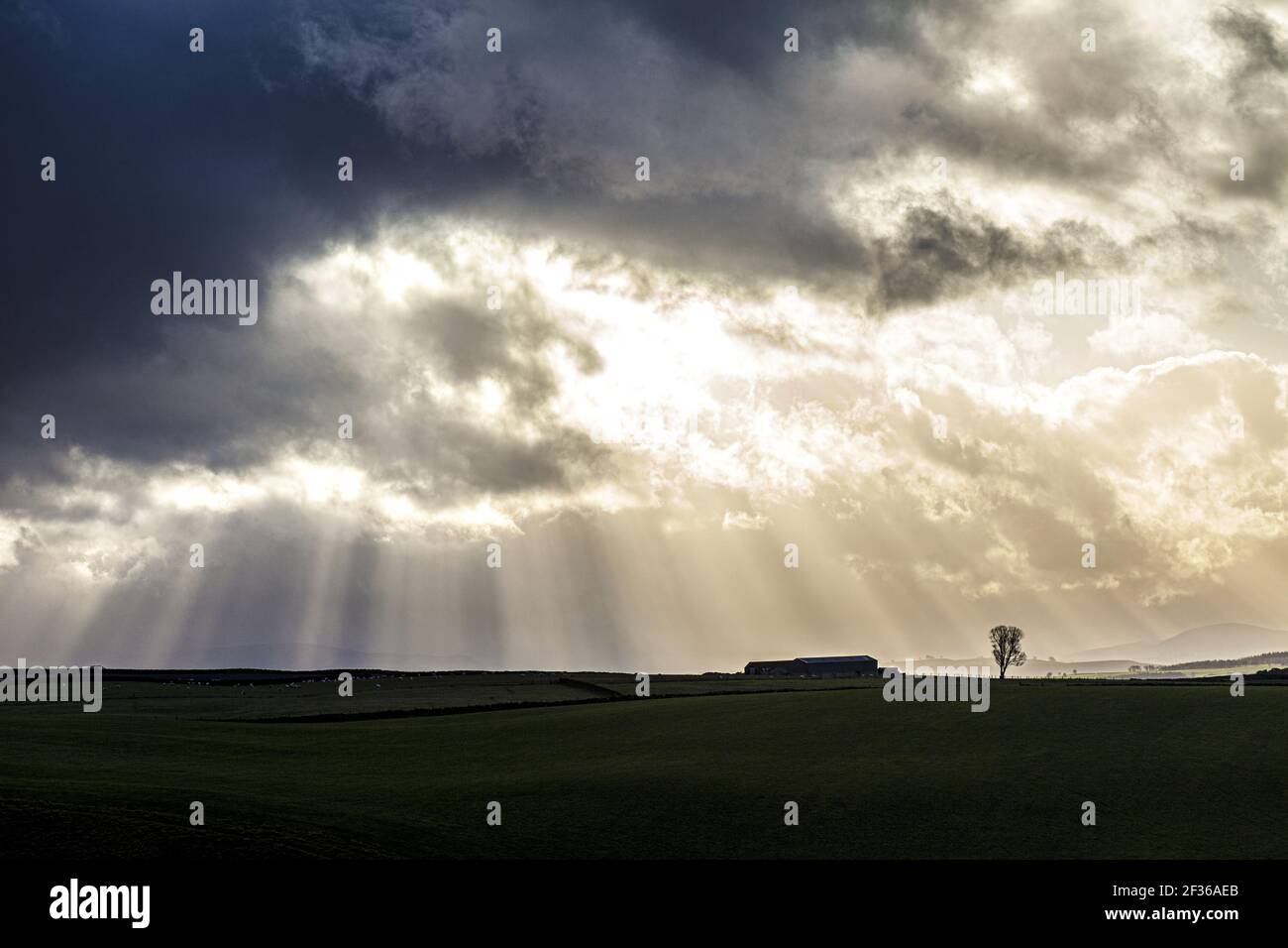 Scheune und Baum in der Nähe von Croglin, Cumbria UK Stockfoto