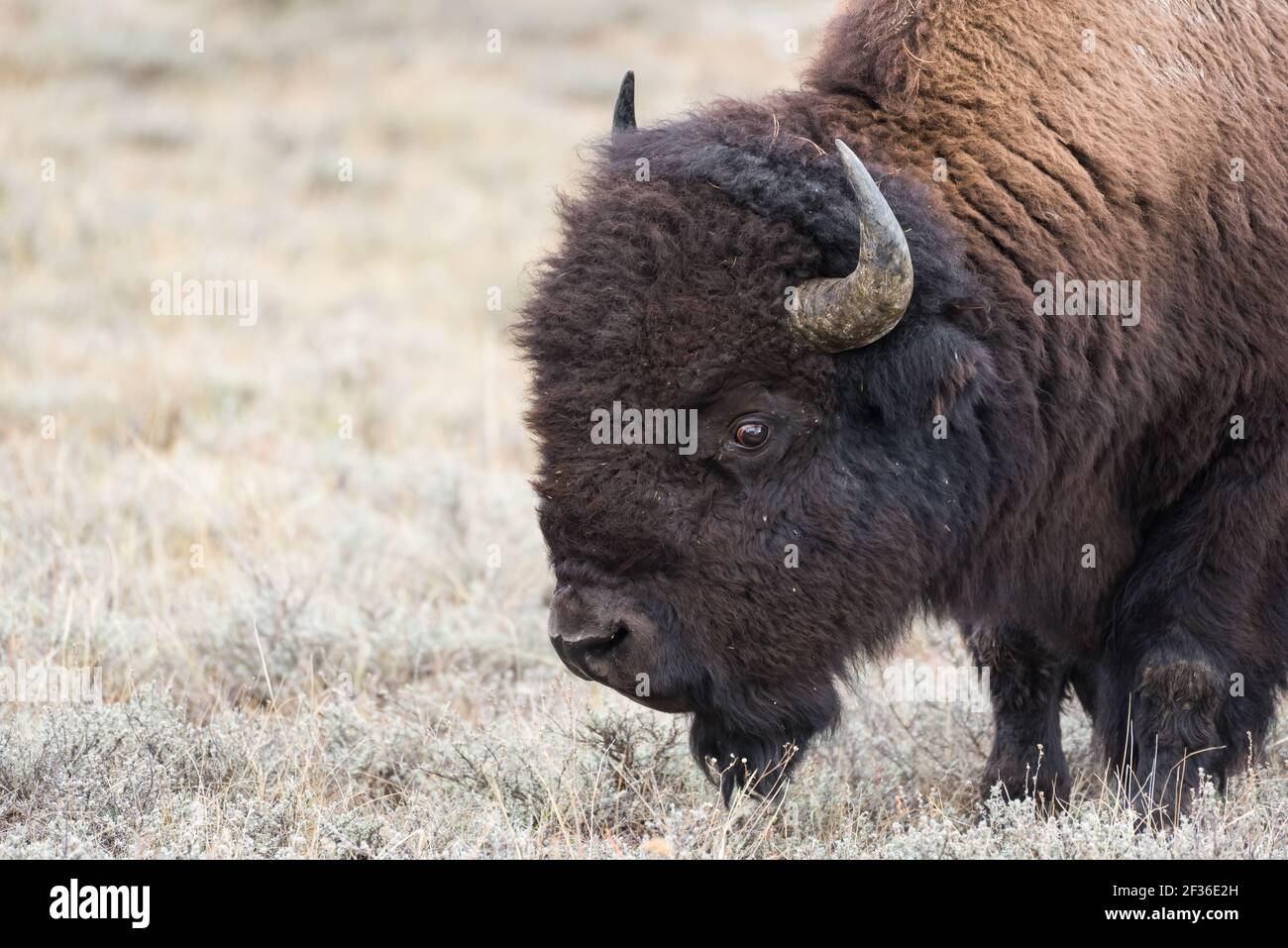 Ein Bullenbison Kopf in Nahaufnahme Stockfoto