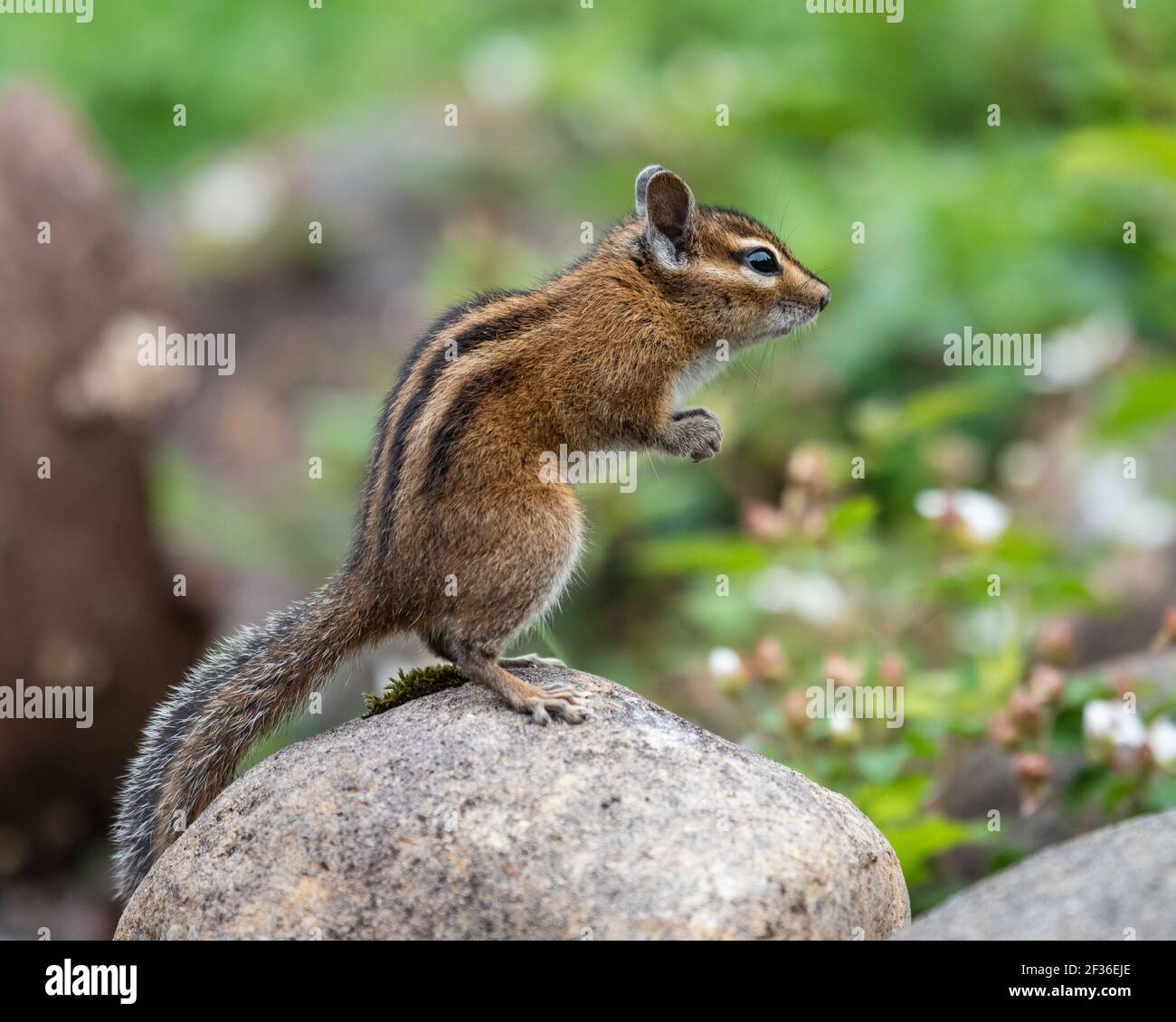 Ein aufmerksamer Chipmunk steht aufrecht auf einem Felsen Stockfoto
