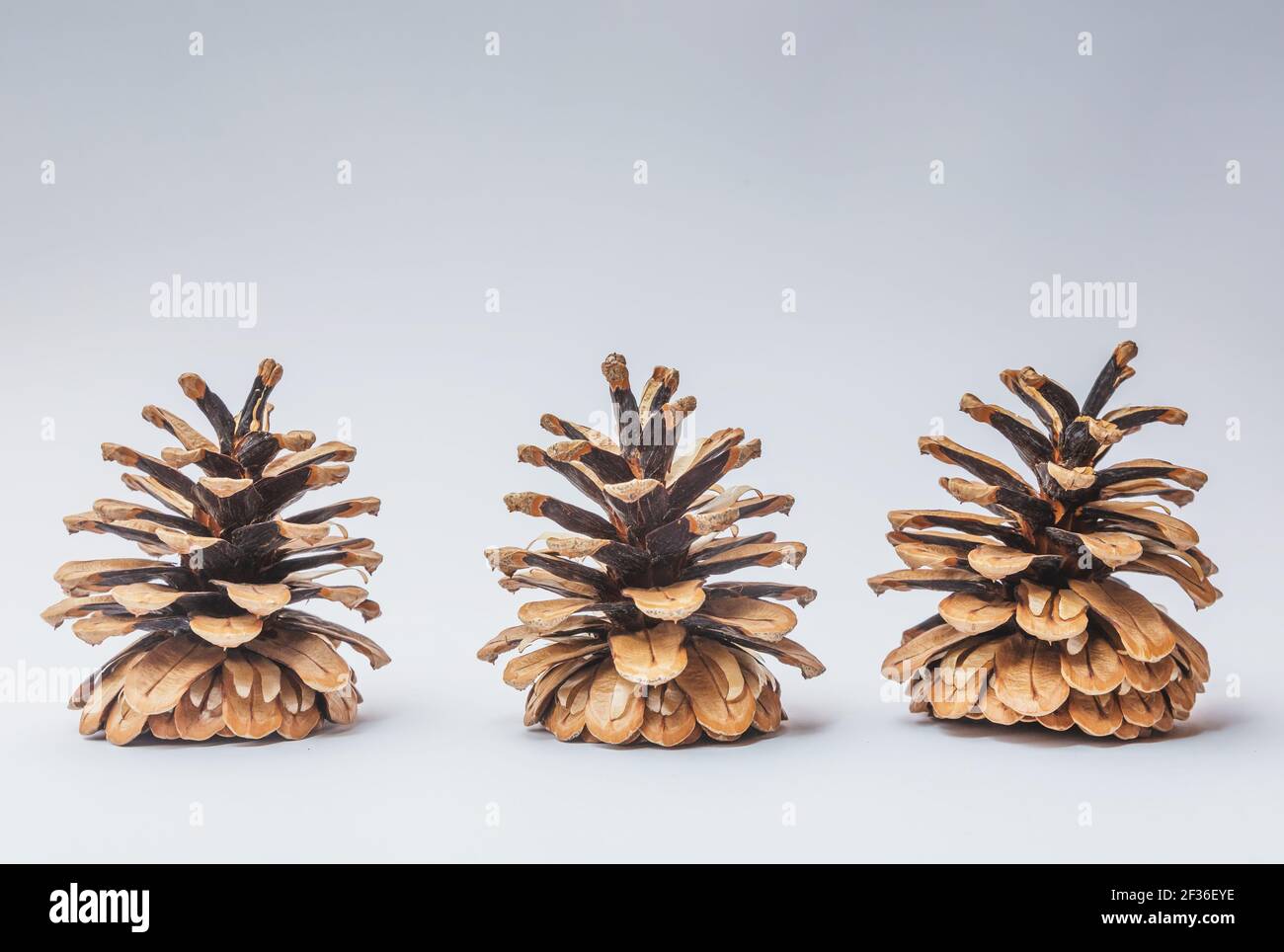 Große Kegel verschiedene Nadelbäume isoliert auf weißem Stockfoto