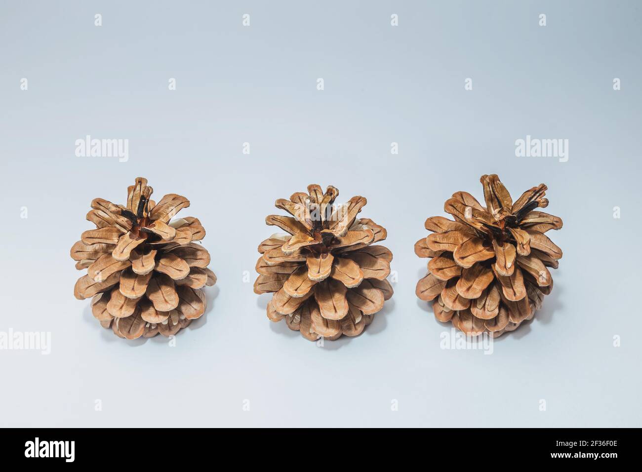Große Kegel verschiedene Nadelbäume isoliert auf weißem Stockfoto