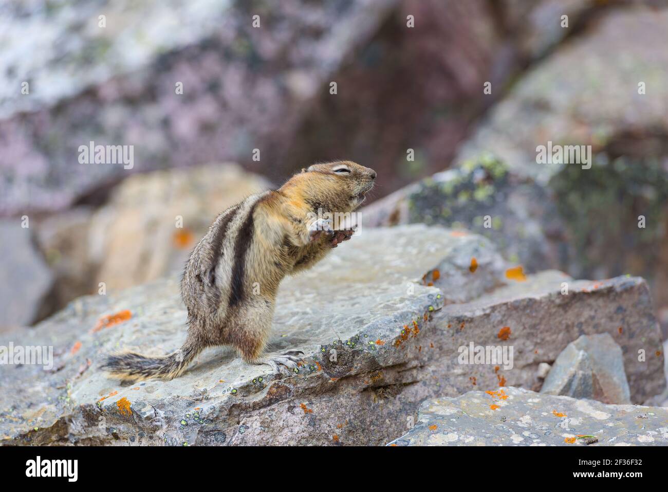 Ein Chipmunk scheint auf einem großen Felsen zu tanzen Stockfoto