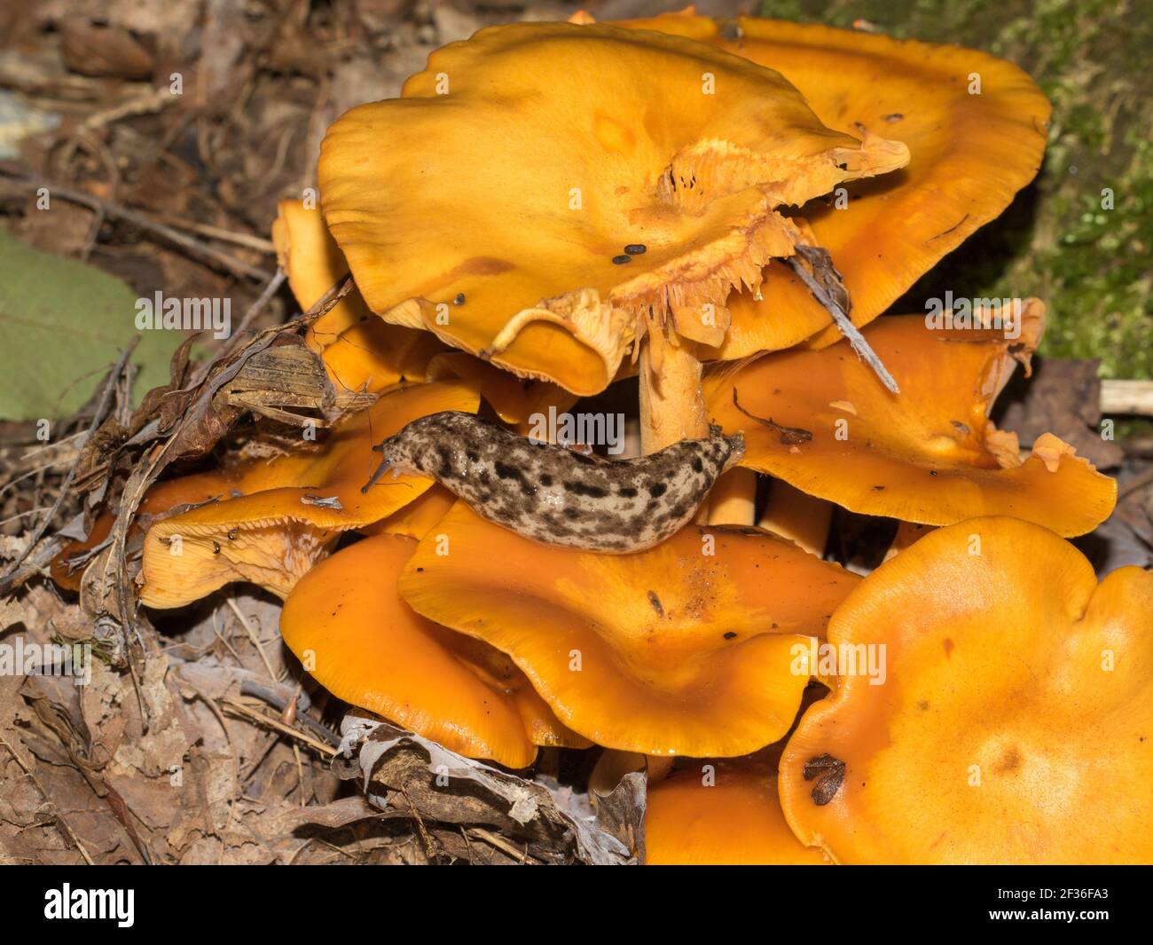 Nahaufnahme einer Schnecke, die sich auf einem Pilz ernährt, in Madison County, Alabama, USA. Stockfoto