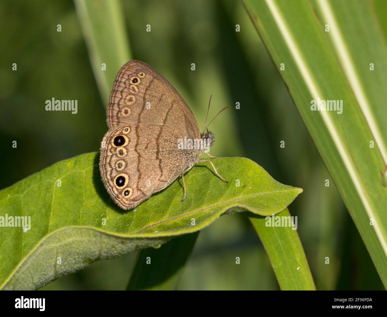 Nahaufnahme eines Carolina Satyr, Hermaeuptychia sosybius, Schmetterling. Stockfoto