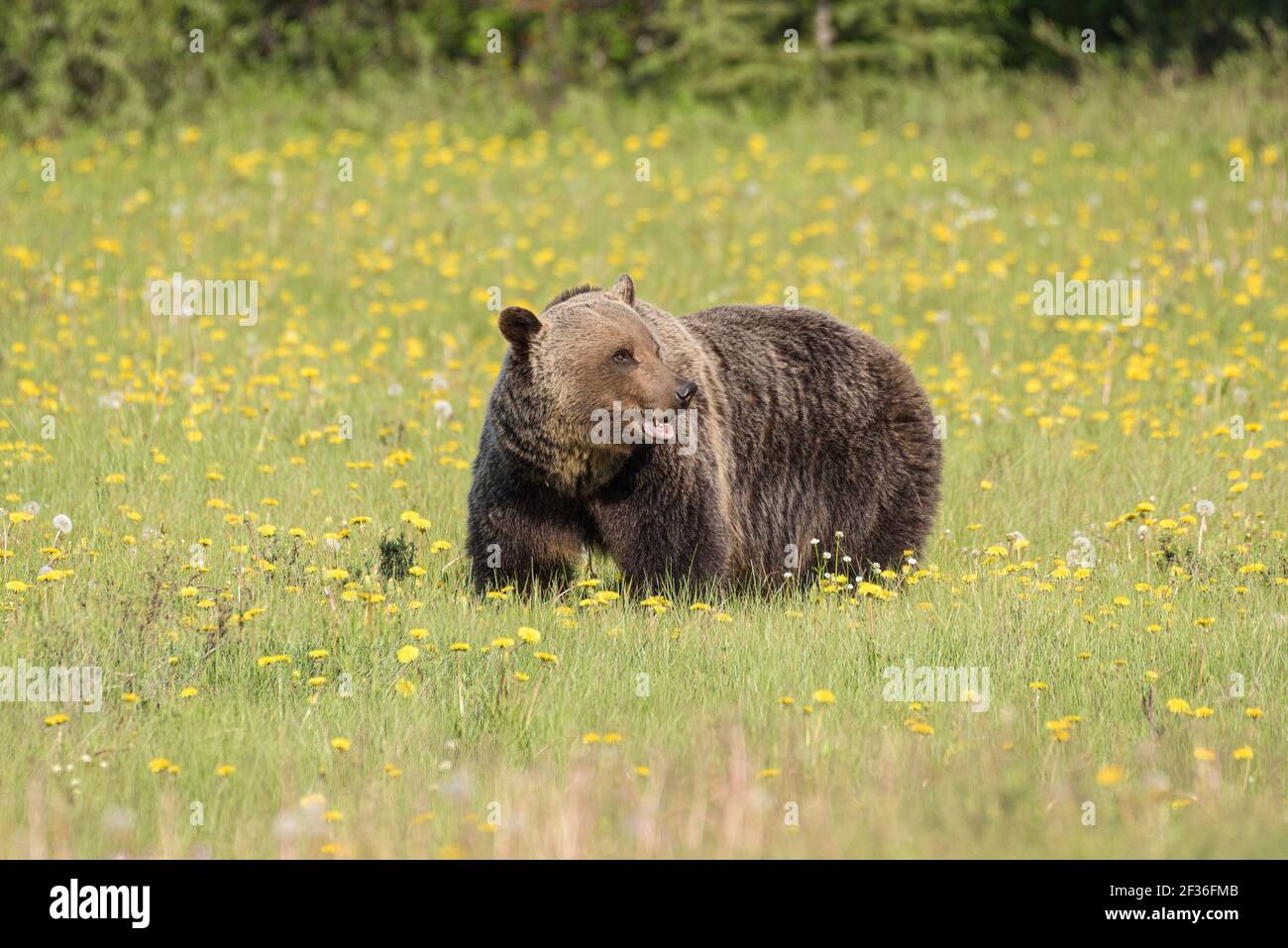 Grizzly Bear im Banff National Park auf einer Sommerwiese Von Wildblumen, die in die Ferne blicken Stockfoto
