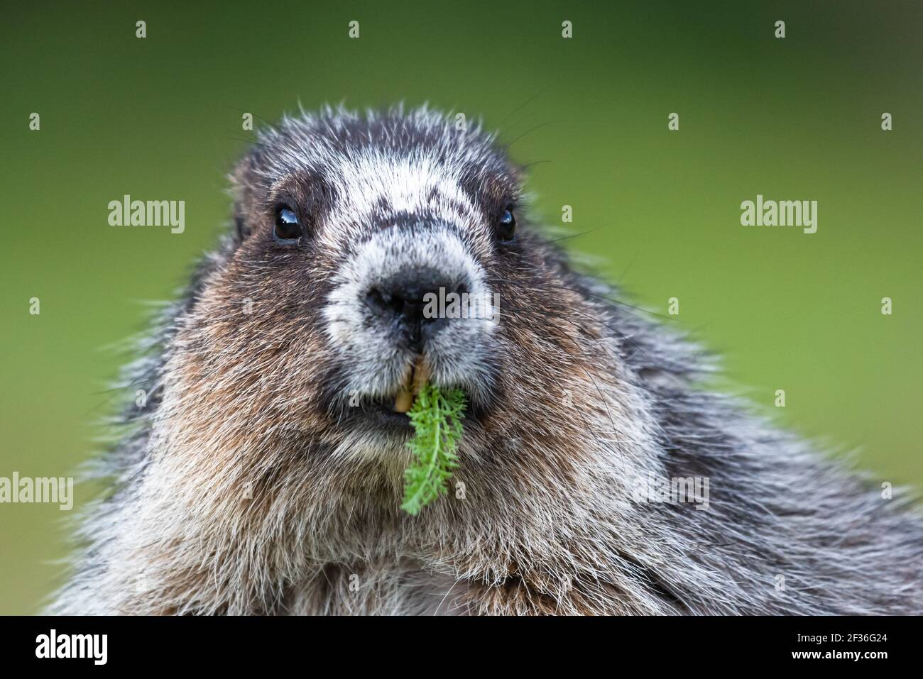 Hoary Marmot schnackt auf einem Stück Bio-Grün in Jasper National Park in den kanadischen Rockies Stockfoto