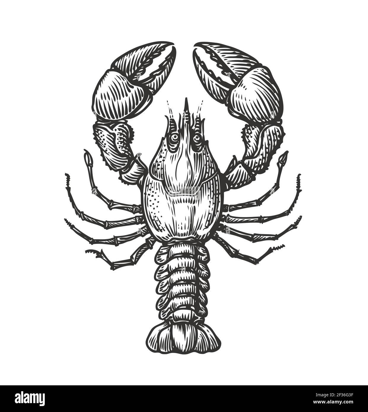 Zeichnung von Hummer für Menü oder Etikett. Meeresfrüchte im Vintage-Gravurstil. Skizzenvektordarstellung Stock Vektor