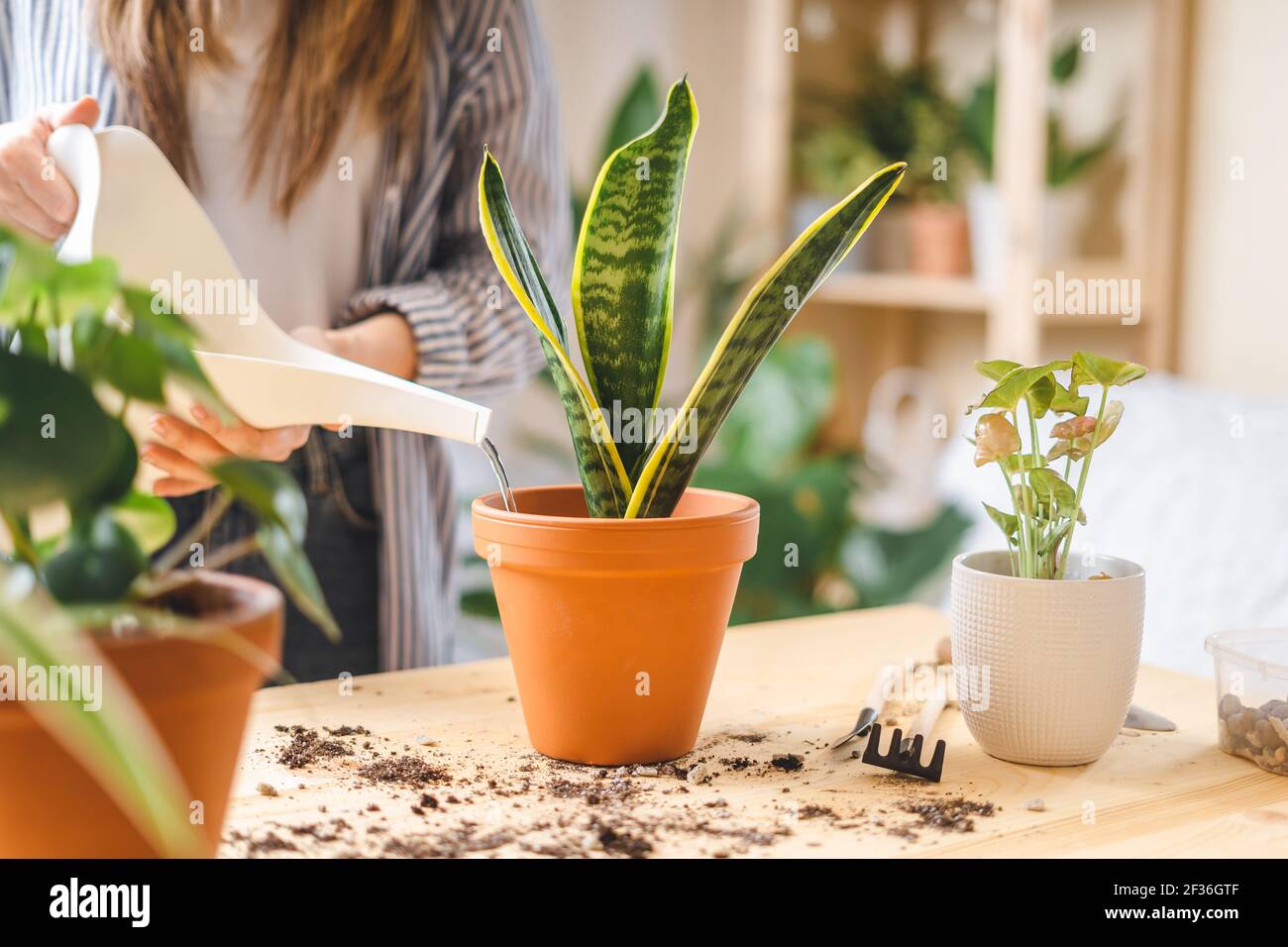 Frau Gärtner Bewässerung Pflanze Stockfoto