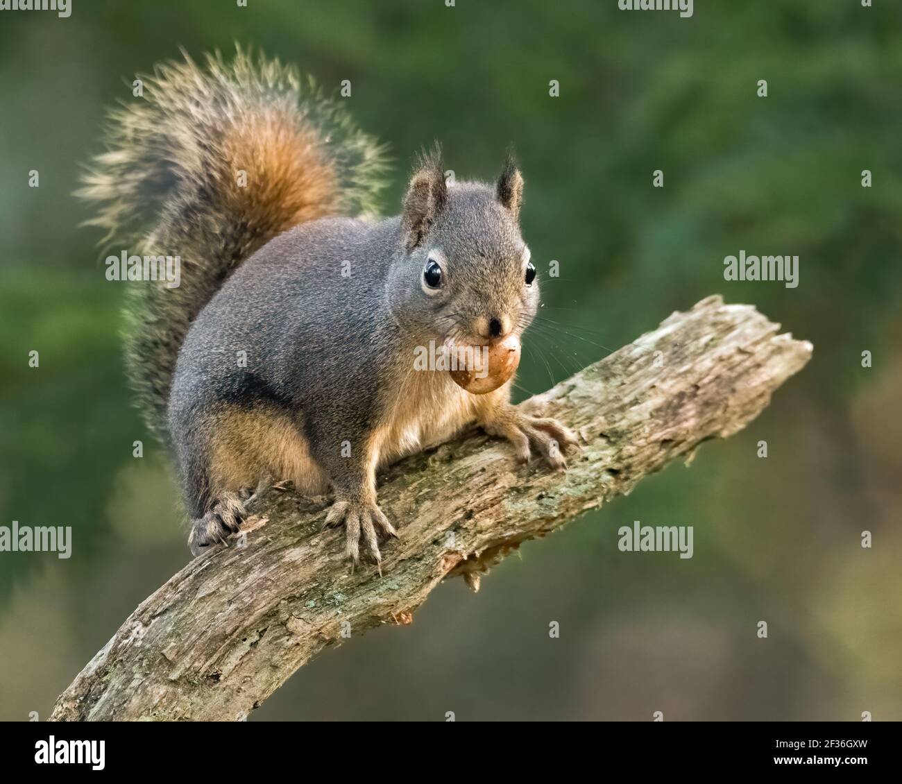 Eichhörnchen auf diagonalen Baumzweig freuen sich mit Nuss in Mündung am Yellow Lake in Sammamish im Westen Washingtons Stockfoto