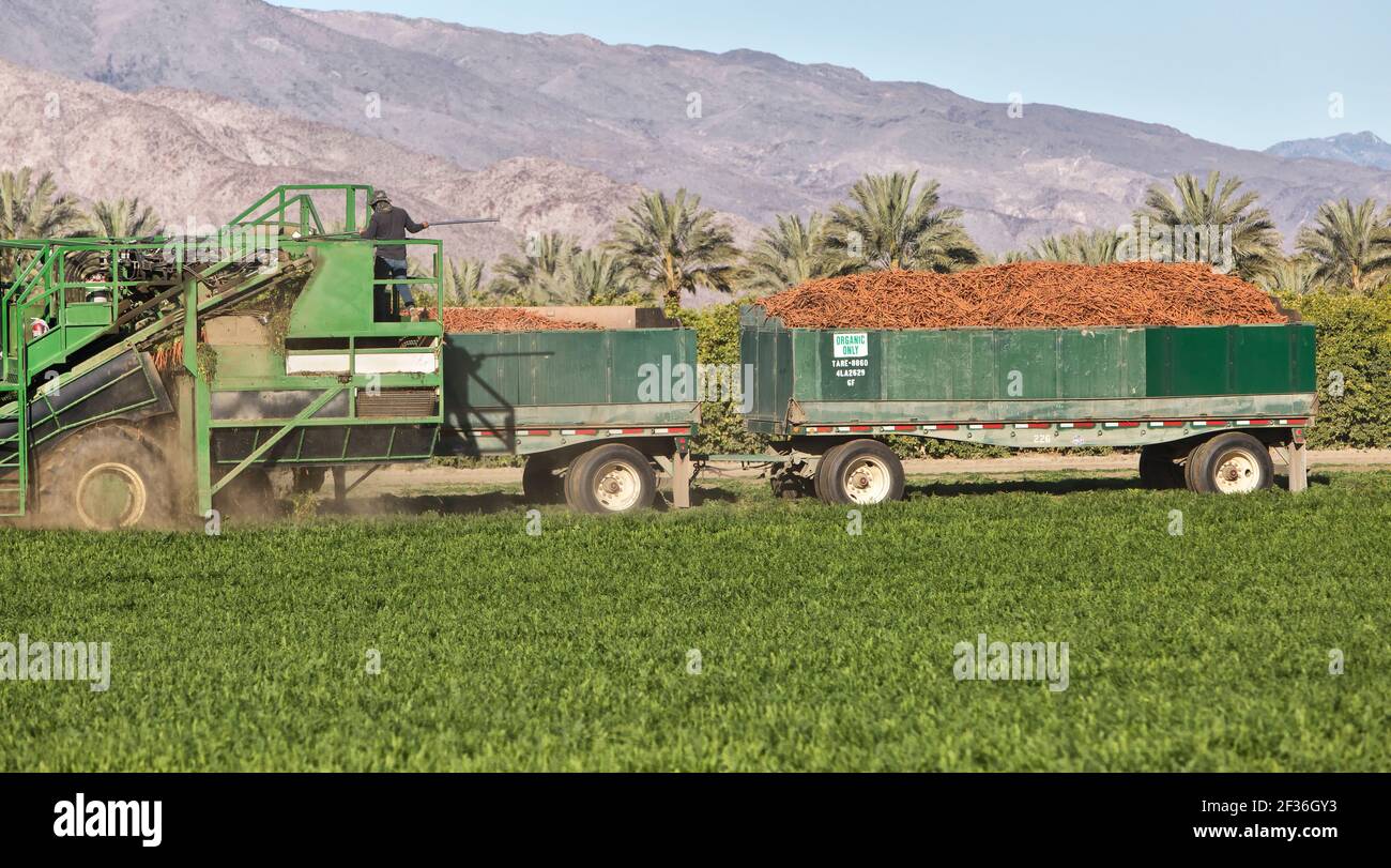 Selbstfahrender Erntemaschine, Arbeiter bei der Ernte von Bio-Karotten 'Daucus carota ssp. Sativus', Dattelpalmenplantage im Hintergrund. Stockfoto