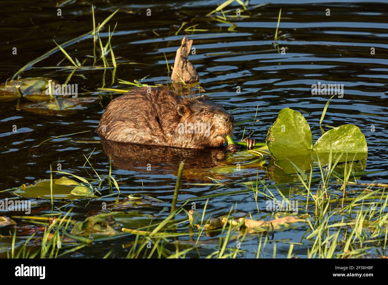Wilder Biber in einem Teich, der sich an einem Stiel festhält Essen einer Seerose im Snoqualmie Valley of Western Washington State Stockfoto