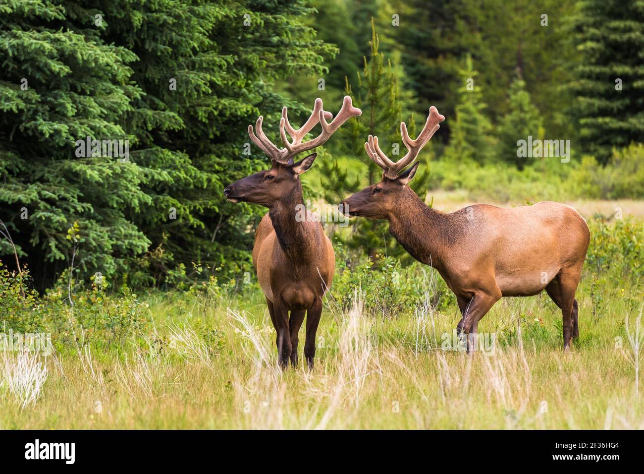 Zwei junge Elchböcke mit Samtgeweih stehen in einem Sommerwiese im Banff National Park in den kanadischen Rockies Stockfoto