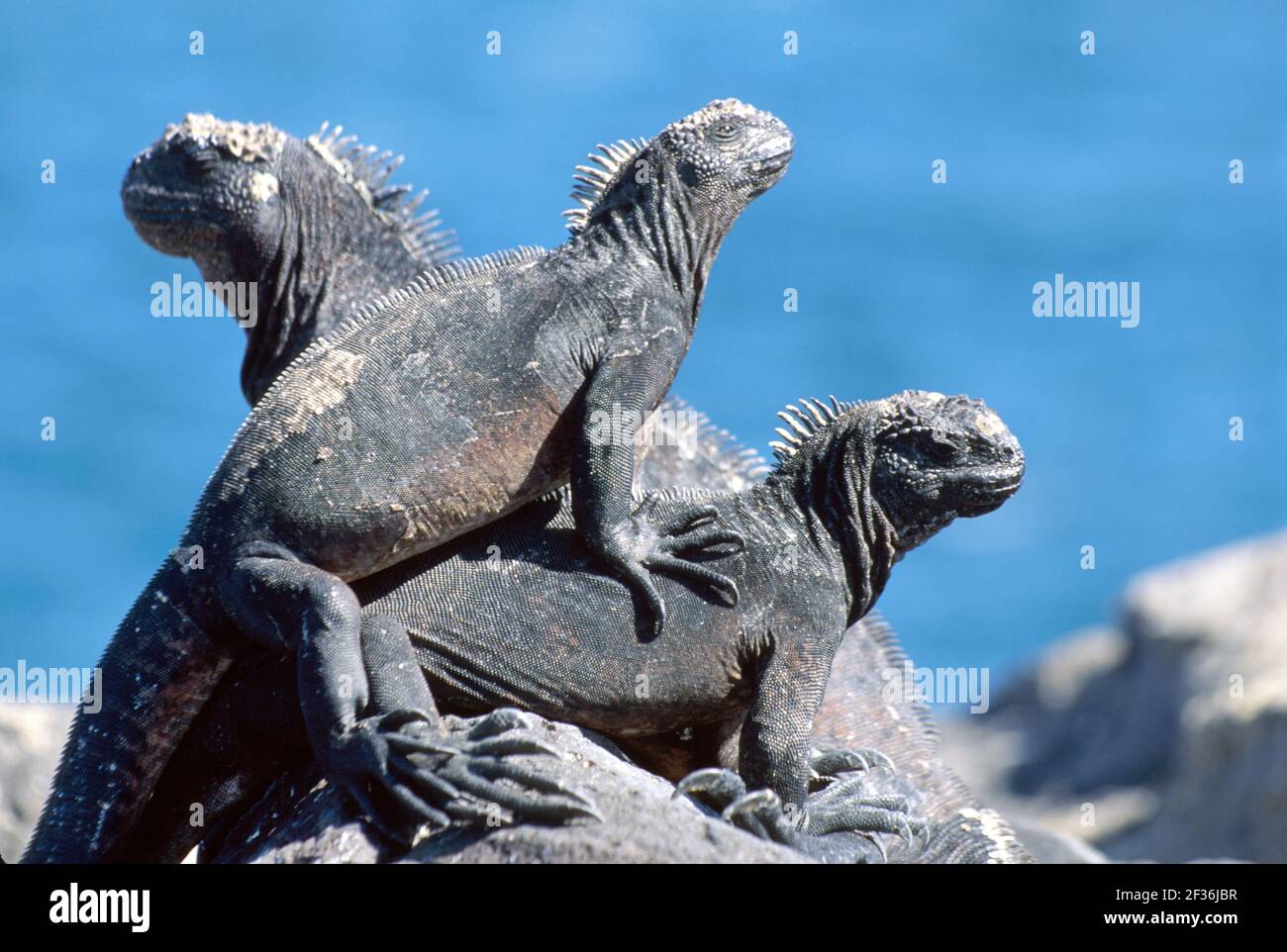 Galapagos-Inseln South Plaza Island Ecuador Ecuadorianischer Südamerika Amerikaner, männliche Landiguane, die ruhen, Stockfoto