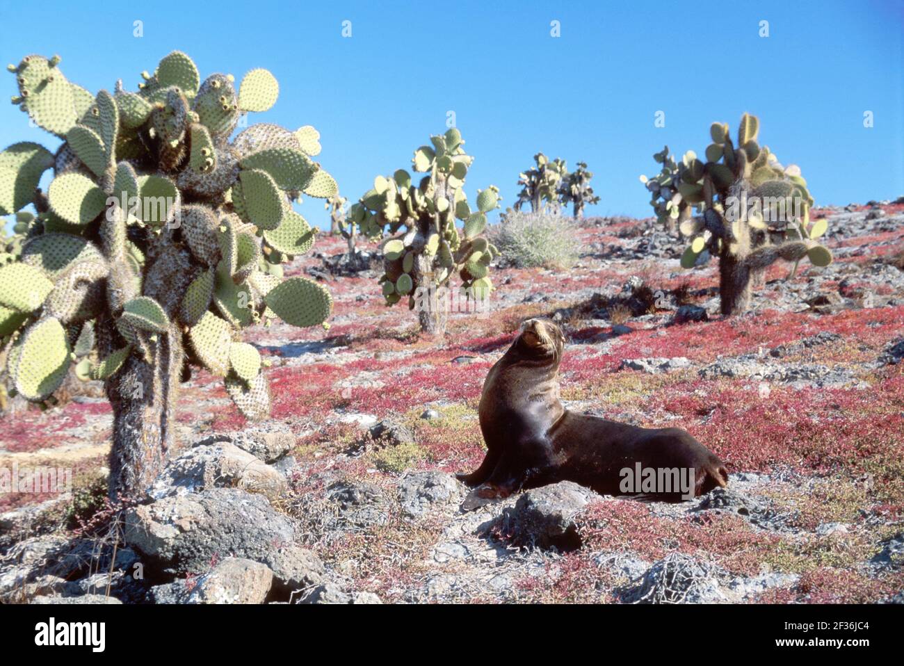 Galapagos-Inseln South Plaza Island Ecuador Ecuadorianischer Südamerika Amerikaner, Kaktusbulle männlicher Seelöwe roter Sessuvium Trockenzeit, Stockfoto