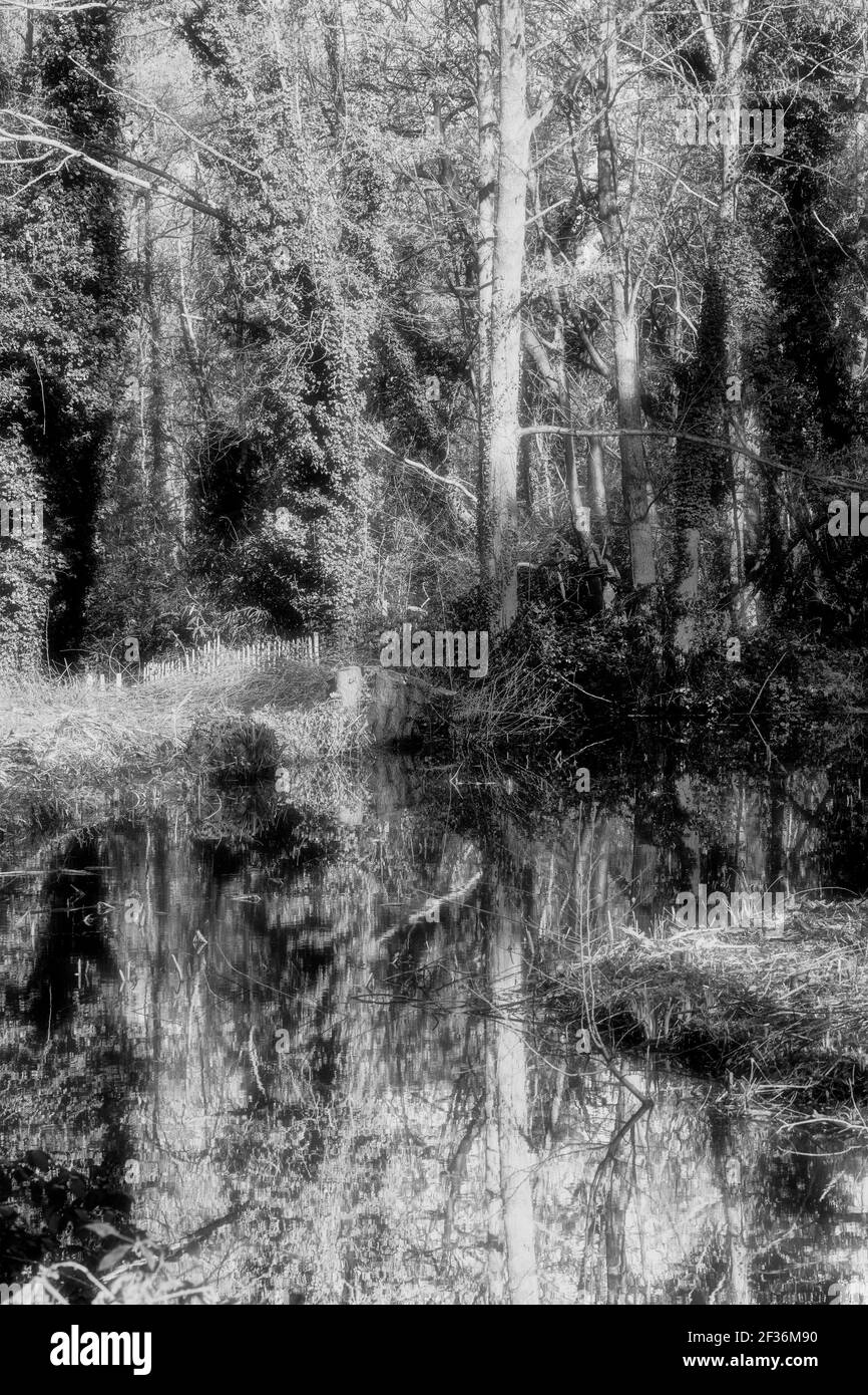 Reflexion, spätwinterliche Landschaft von Bäumen im Teich reflektiert, natürliche Landschaft Stockfoto