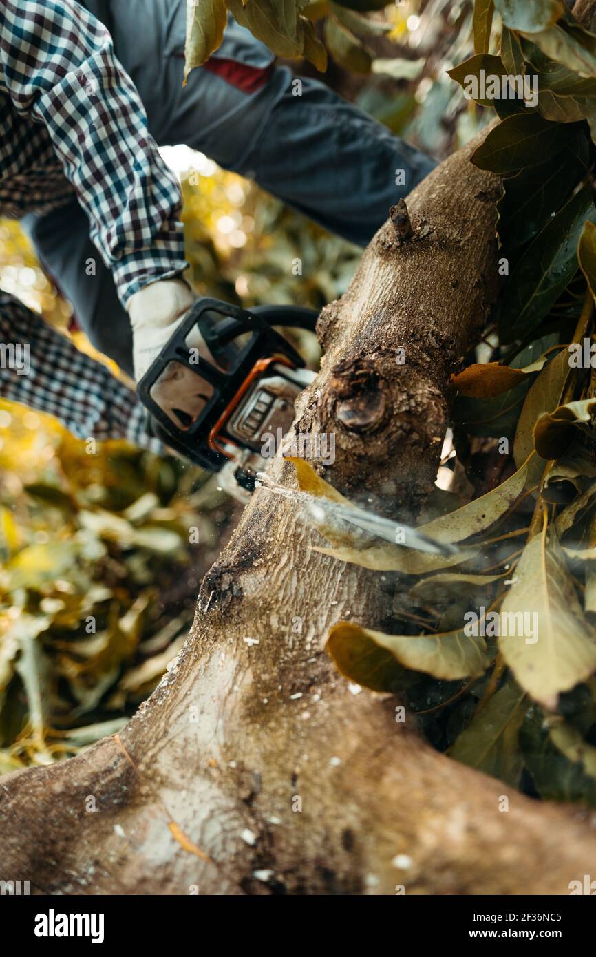 Ein Mann, der mit einer Kettensäge Brennholz in einer Bio-Avocado-Plantage in Málaga, Andalusien, Spanien sägt. Schnittsaison Stockfoto