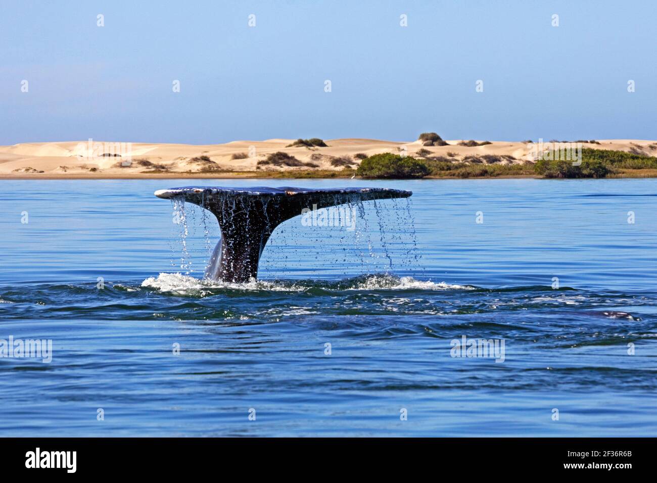 Pazifischer Grauwal (Eschrichtius robustus), der seine Schwanzflosse hebt, um in der Nähe von Puerto Adolfo López Mateos, Baja California Sur, Mexiko, zur Fütterung zu tauchen Stockfoto