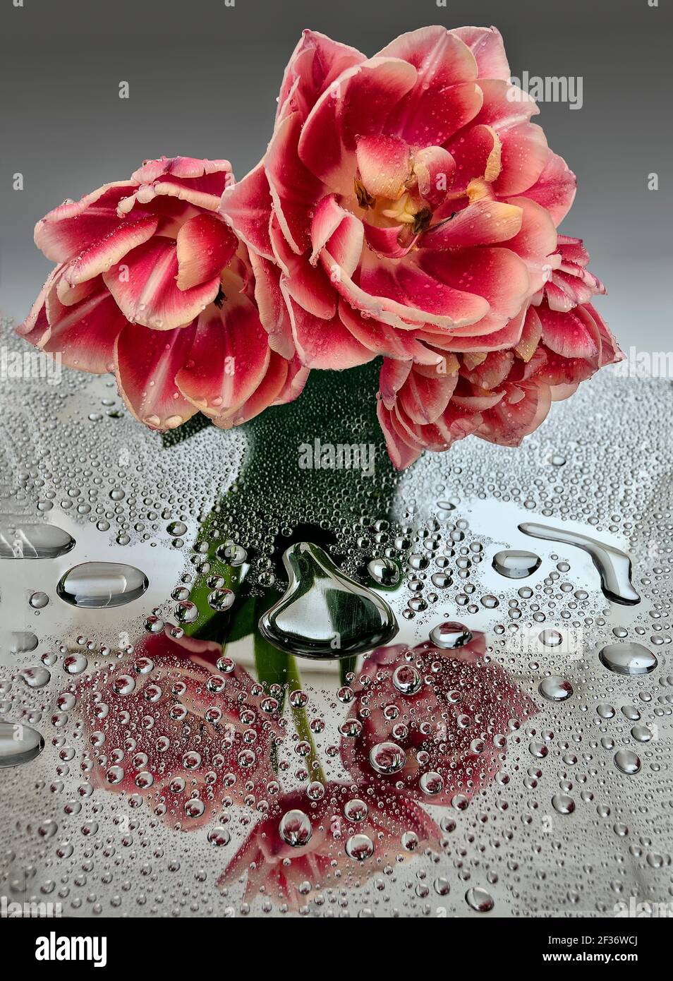 Drei bunte rosa weiße Tulpen mit Wassertropfen und Spiegelung auf der Spiegeloberfläche. Künstlerisches Bild von Frühlingsnatur Frische und Reinheit. Romantisch Stockfoto
