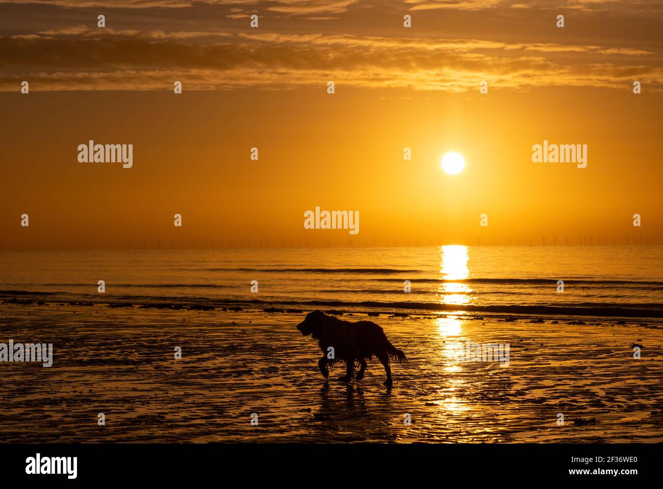 Ein Hund, der während des Sonnenaufgangs in Rustington, East Sussex, am Strand entlang läuft Stockfoto