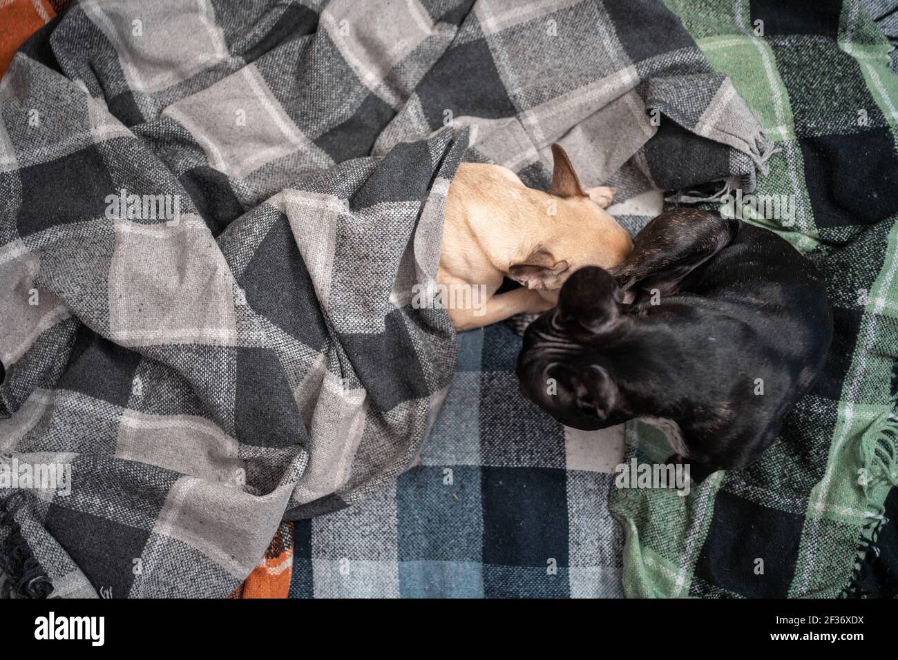 Paar niedlichen französisch Bulldogge Hund spielt auf Sofa mit karierten Und lecken zu Hause Stockfoto