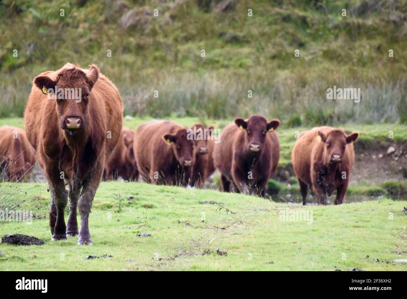 Luing Cattle Blackhouse, Yarrow Valley, Scottish Borders Stockfoto