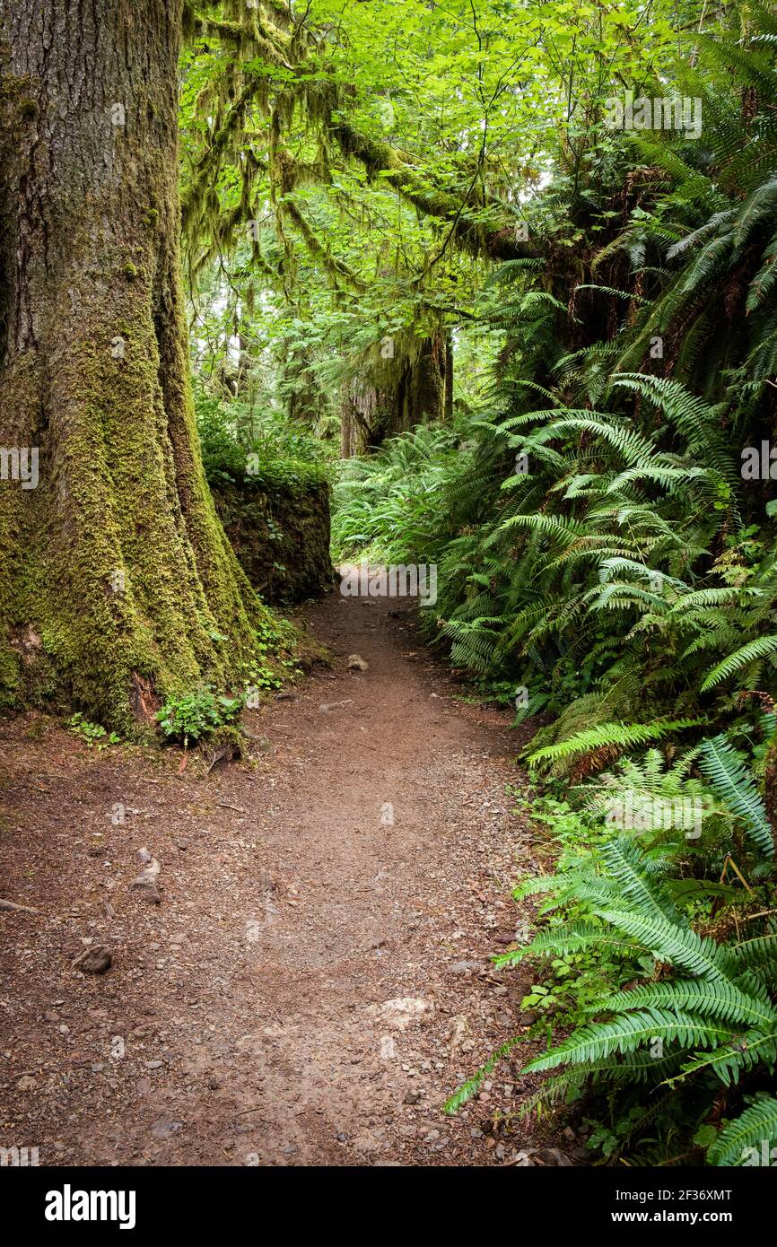 Wanderweg gesäumt von üppigen, grünen Farnen im pazifischen Nordwesten Regenwald Stockfoto