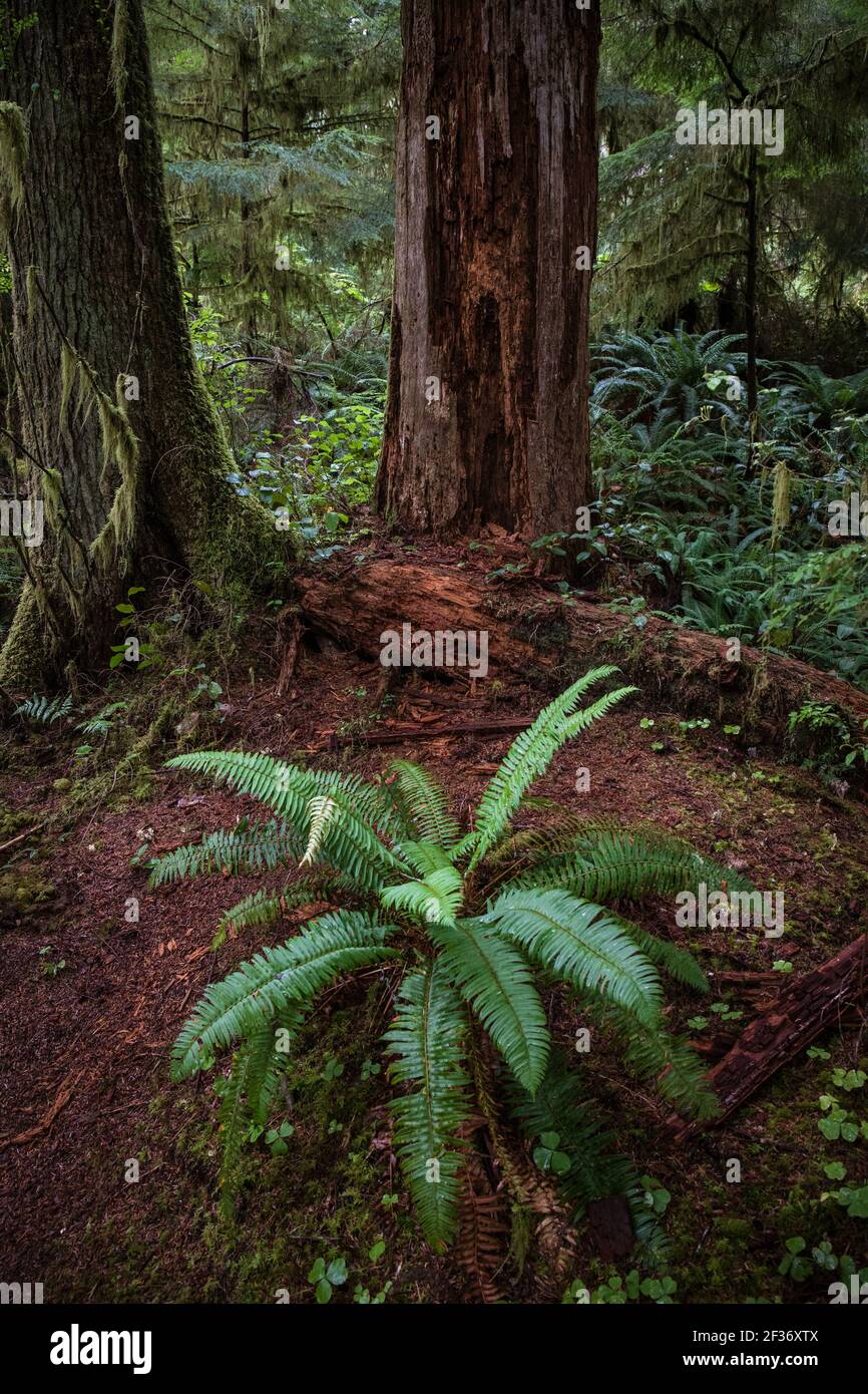 Üppiges, grünes Fern im pazifischen Nordwesten Regenwald auf der Olympic Peninsula Stockfoto