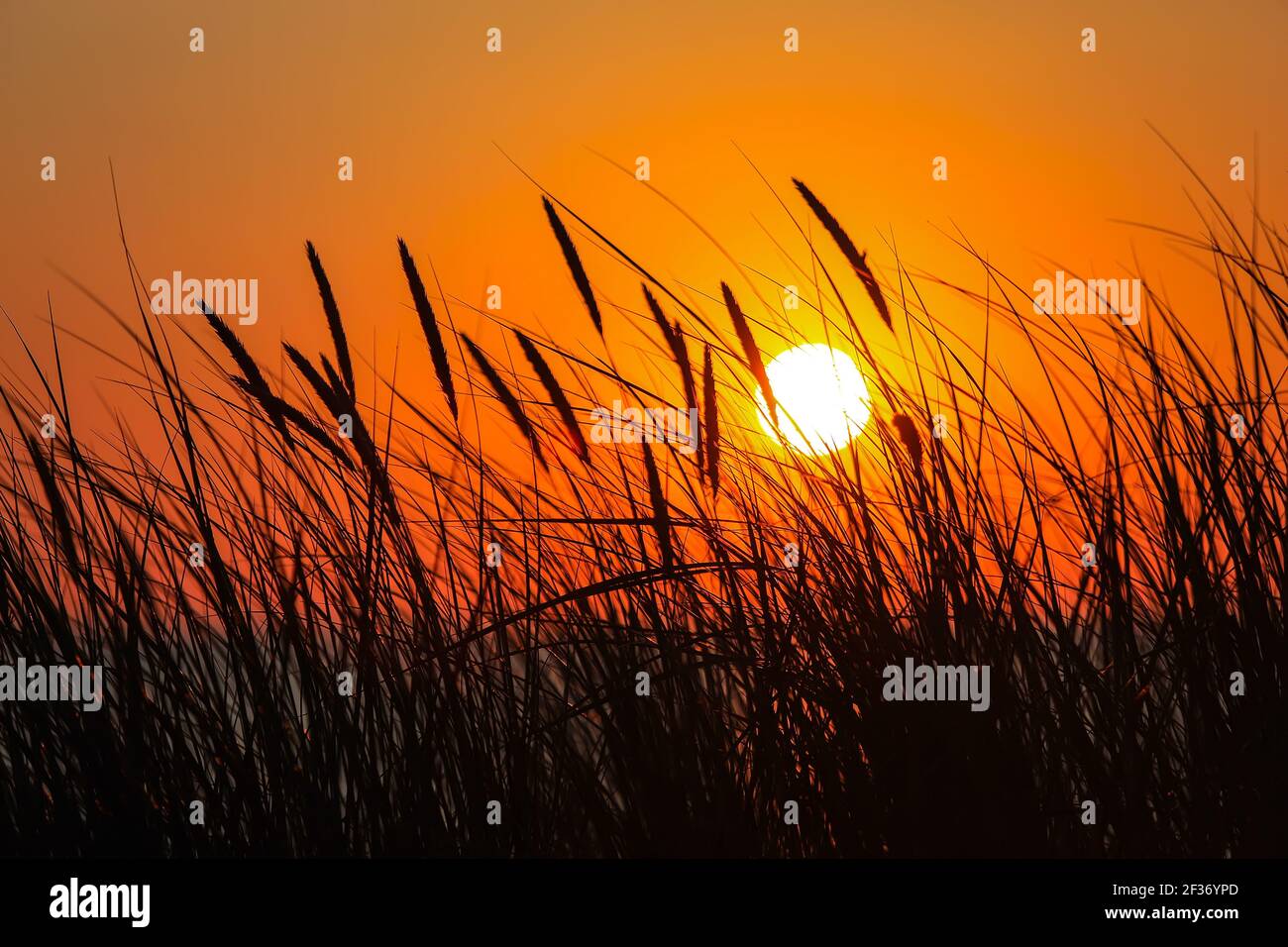 Schöner Sonnenuntergang auf dem Meer im hohen Gras Stockfoto