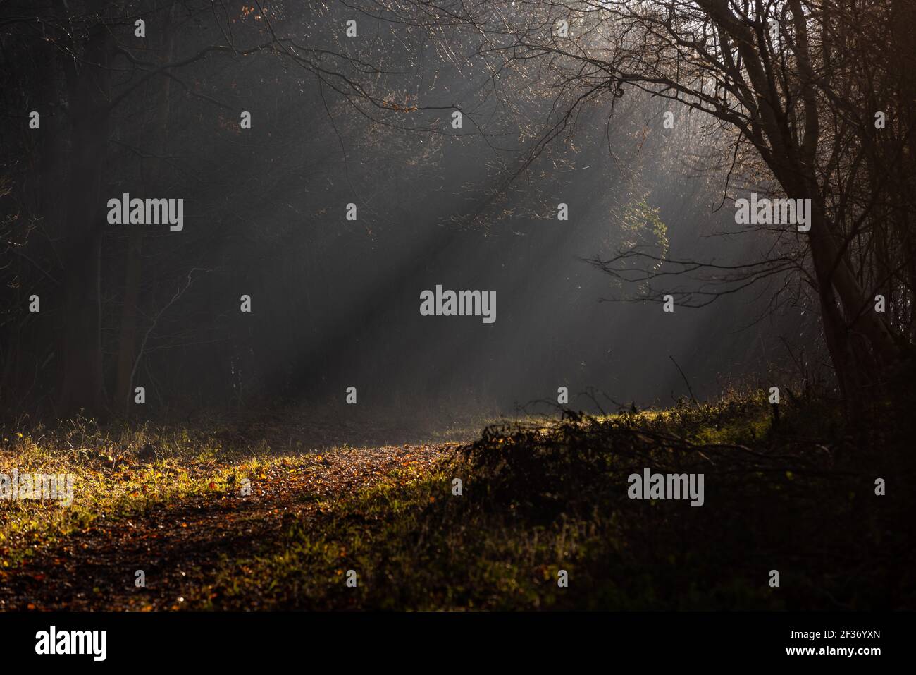 Sonnenstrahlen leuchten durch die Bäume im Droke Forest in der Nähe von East Dean, West Sussex Stockfoto