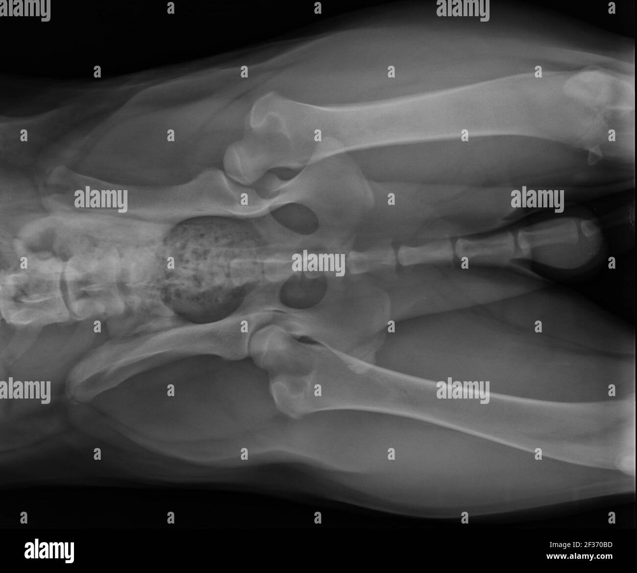 Hund X Ray zeigt Hund linkes Bein Hüftdysplasie. Ventrale Ansicht Stockfoto