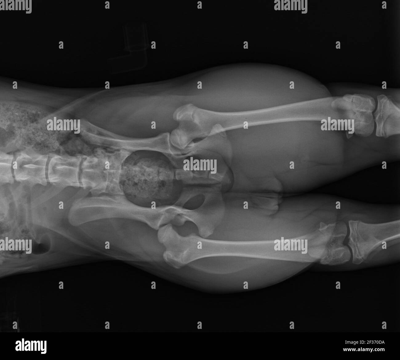 Hund X Ray zeigt Hund bilaterale Hüftdysplasie. Ventrale Ansicht Stockfoto