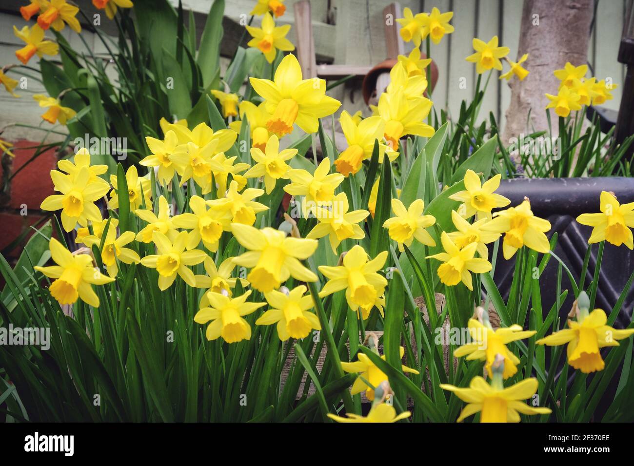 Zwerg Tate-a-tete Narzissen 'Narcissus' in Blüte Stockfoto