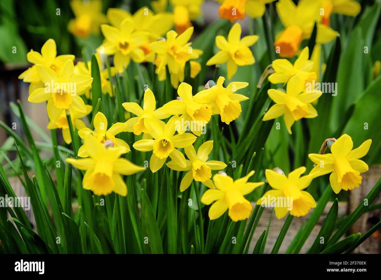 Zwerg Tate-a-tete Narzissen 'Narcissus' in Blüte Stockfoto