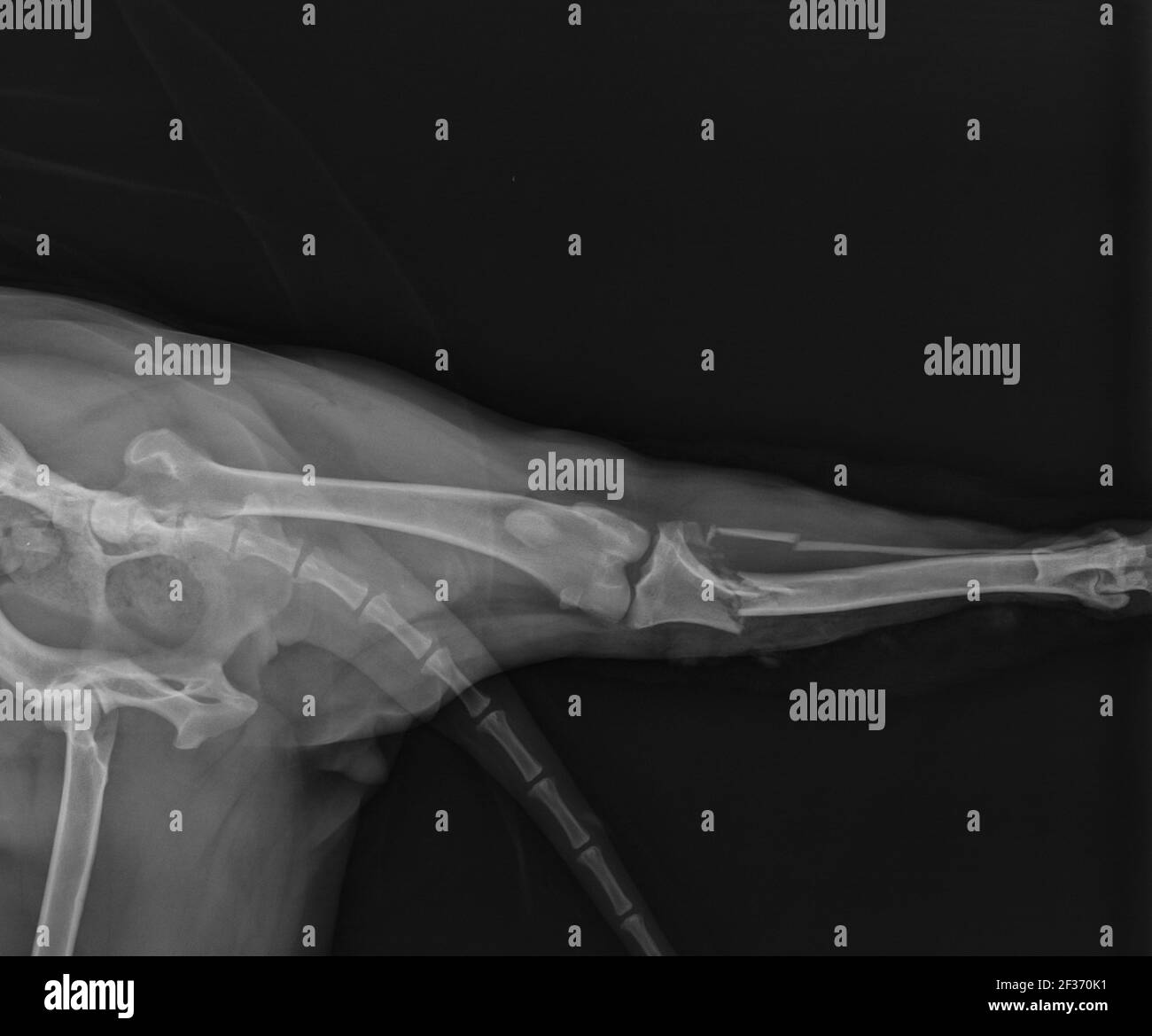 Dog X Ray zeigt proximale Tibialfraktur. Kraniale Ansicht Stockfoto