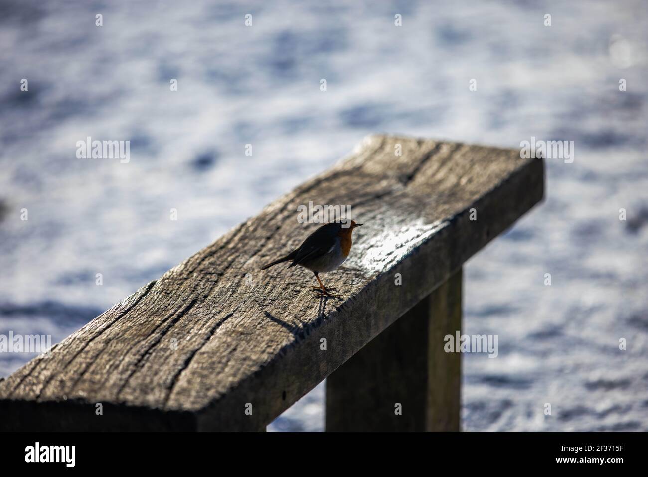 Ein Rotkehlchen auf der Bank am Leith Hill Tower in den Surrey Hills Stockfoto