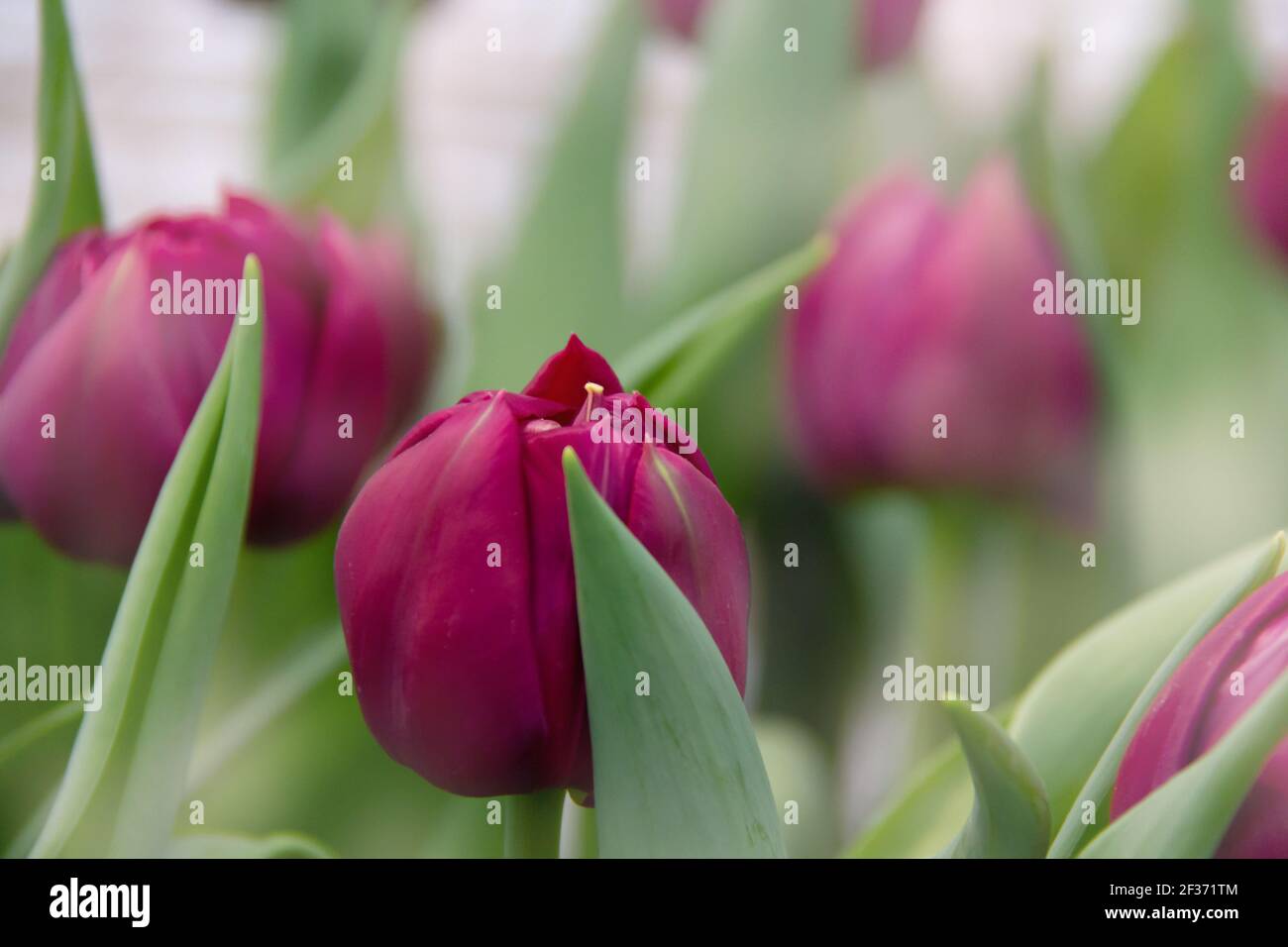 Knospen von dunklen burgunderroten Tulpen auf einem Hintergrund von grünen Blättern und Bokeh. Kann für Hintergrund, Grußkarte, Bildschirmschoner, Poster verwendet werden. Stockfoto