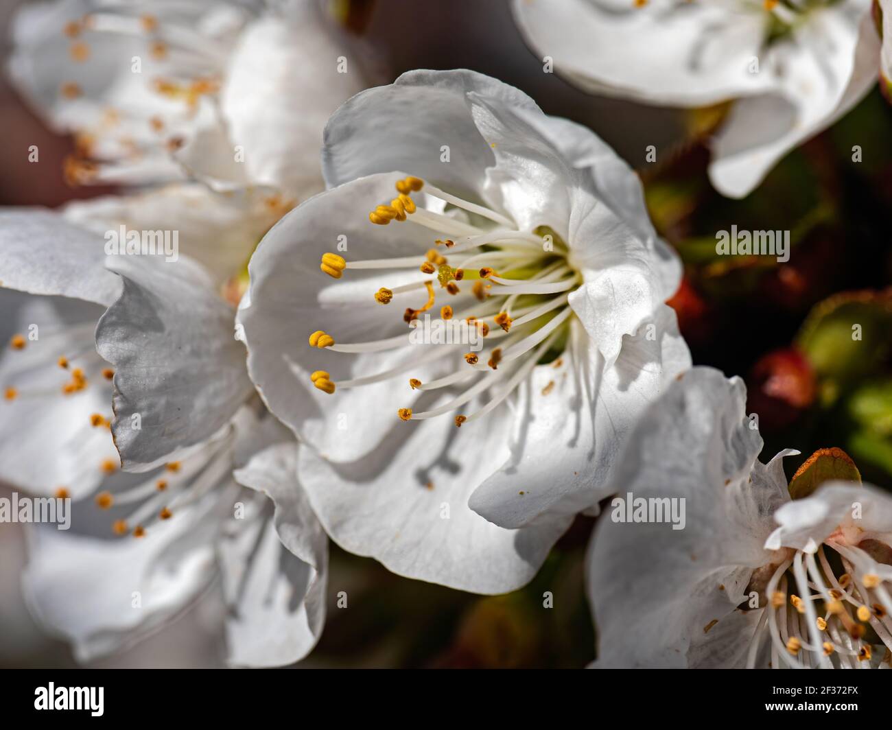 Kirschblüten in Linden, Kalifornien Stockfoto