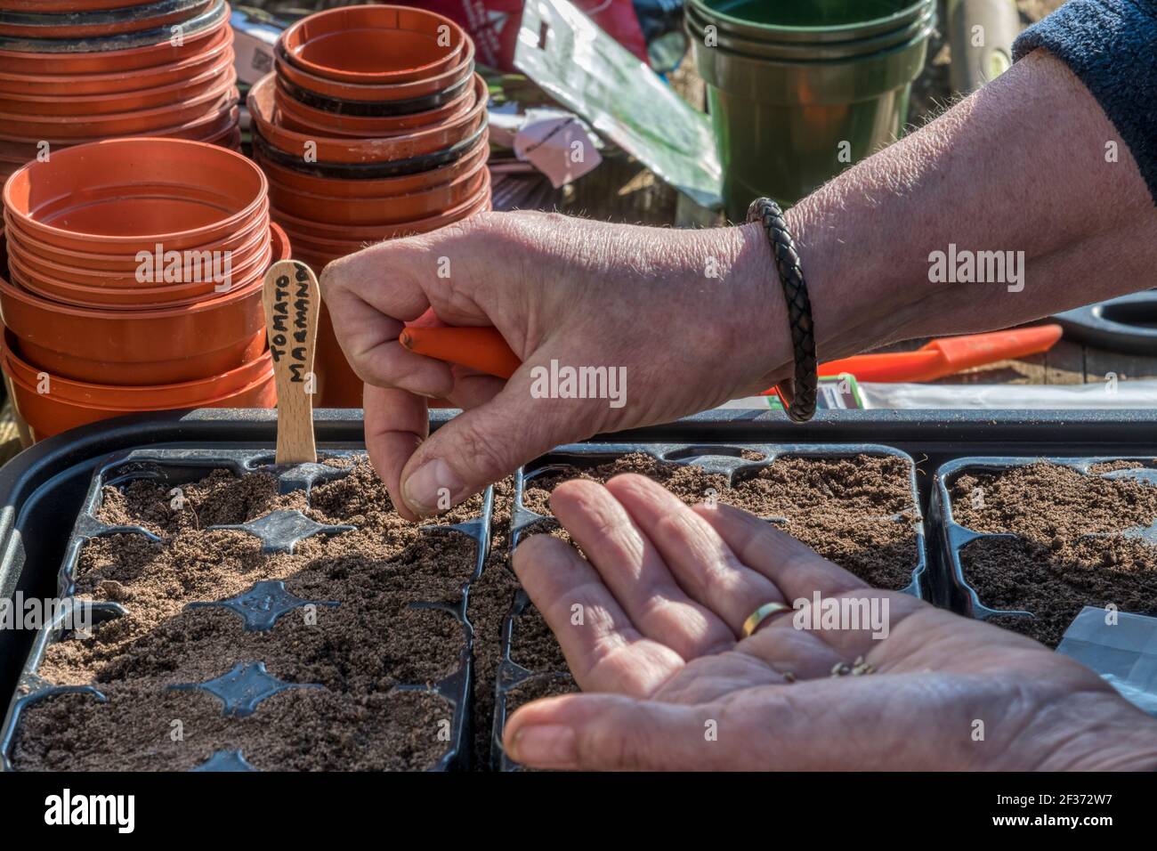 Frau, die Marmande-Tomatensamen, Solanum lycopersicum aussaat, wiederverwendet Plastikbehälter aus einem Gartencenter, um zu vermeiden, dass sie auf Deponien landen. Stockfoto