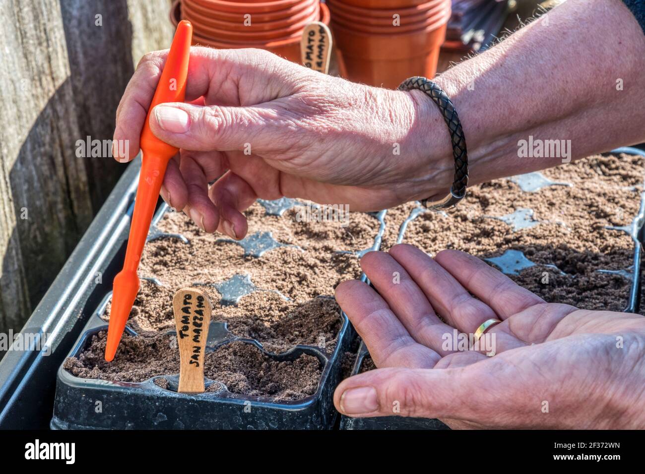 Frau, die Tomatensamen aus San Marzano, Solanum lycopersicum, ausgesät hat, indem sie Kunststoffbehälter aus einem Gartencenter wiederverwendet, um zu vermeiden, dass sie auf Deponien landen. Stockfoto