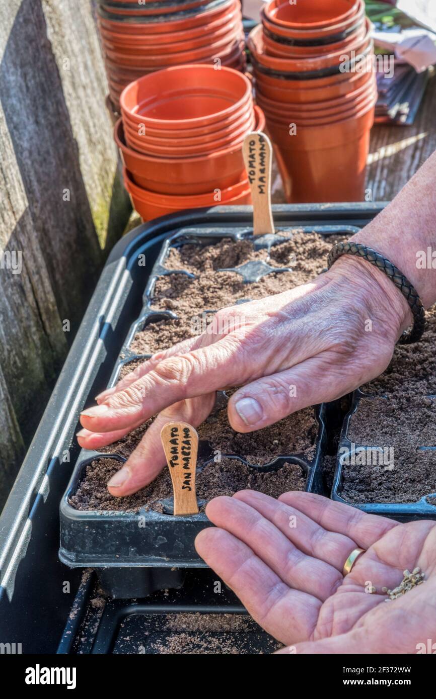 Frau, die Tomatensamen aus San Marzano, Solanum lycopersicum, ausgesät hat, indem sie Kunststoffbehälter aus einem Gartencenter wiederverwendet, um zu vermeiden, dass sie auf Deponien landen. Stockfoto