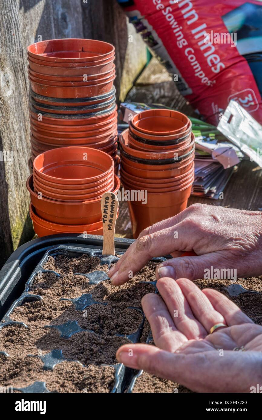 Frau, die Marmande-Tomatensamen, Solanum lycopersicum aussaat, wiederverwendet Plastikbehälter aus einem Gartencenter, um zu vermeiden, dass sie auf Deponien landen. Stockfoto