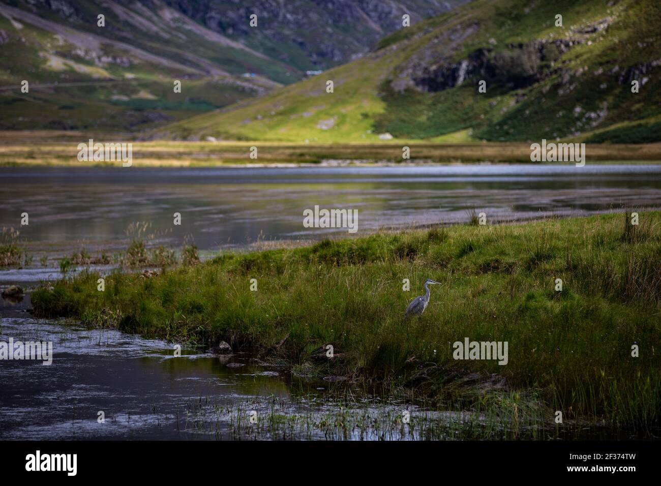 Ein Reiher in Loch Achtriochtan Glencoe, Schottland Stockfoto